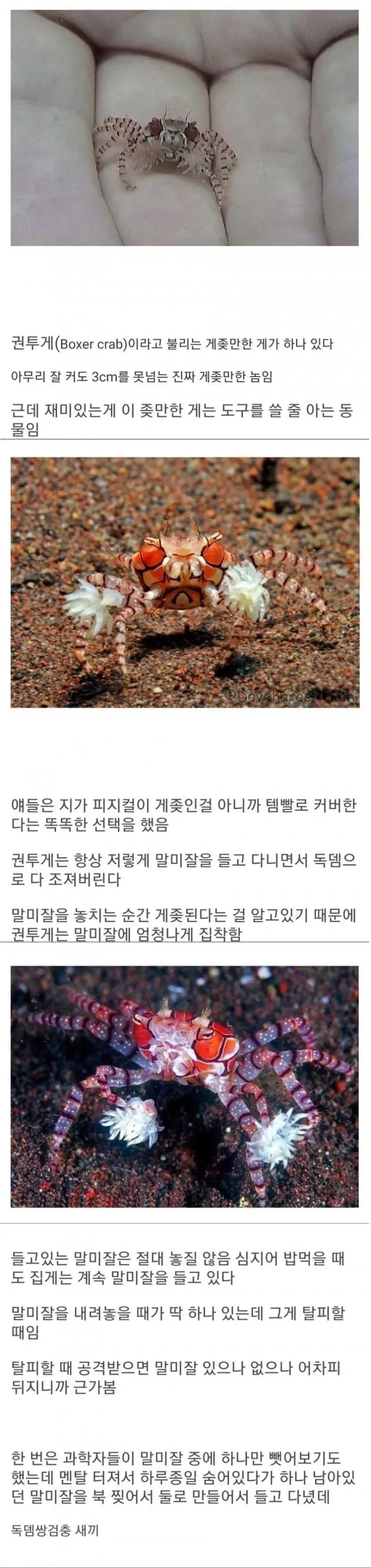 아이템에 의지해서 사는 생물.jpg_1.webp