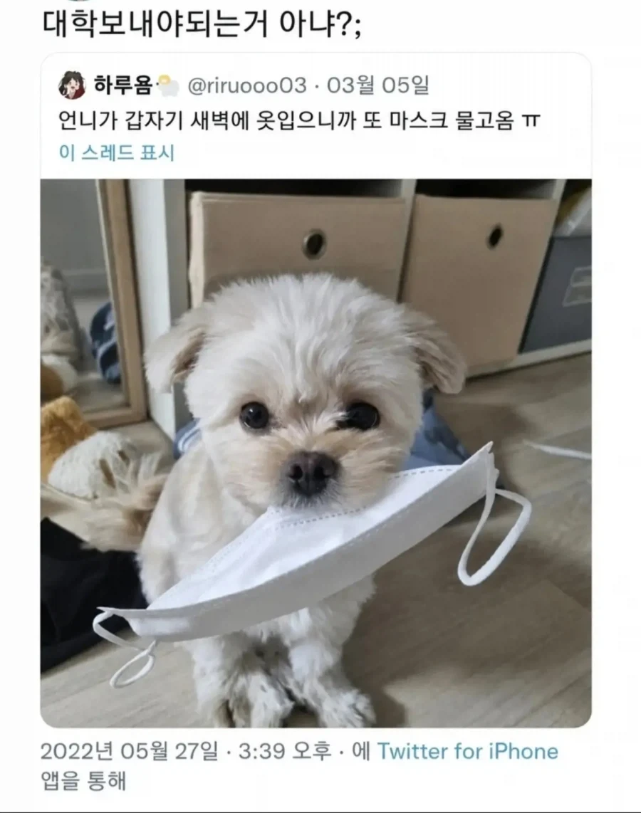 우리집 강아지 대학보내야하는거아냐??_1.webp