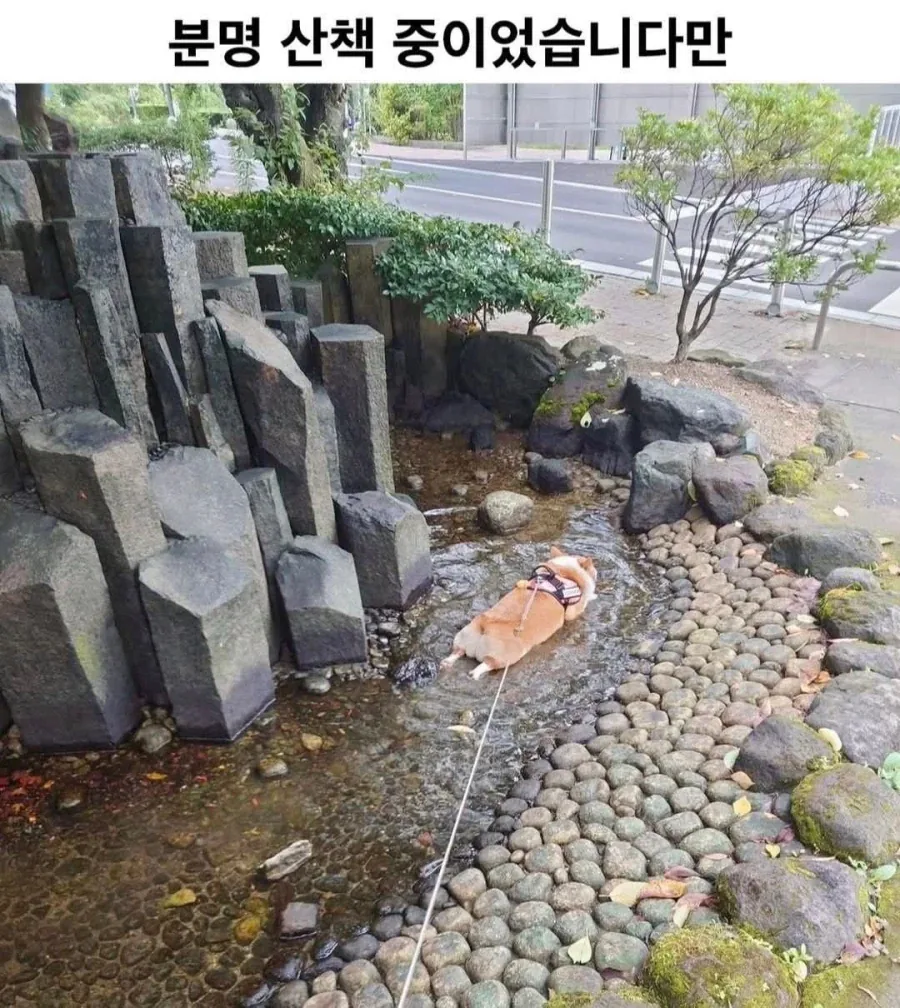 분명 산책 중이었습니다만_1.webp