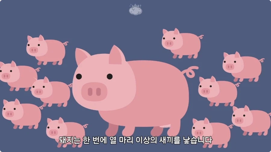 돼지젖으로 만든 우유가 없는 이유.jpg_1.webp