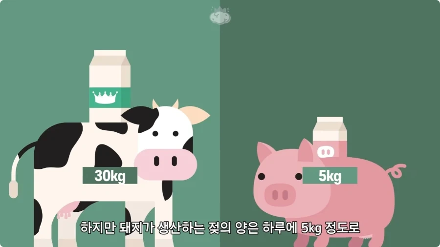돼지젖으로 만든 우유가 없는 이유.jpg_4.webp