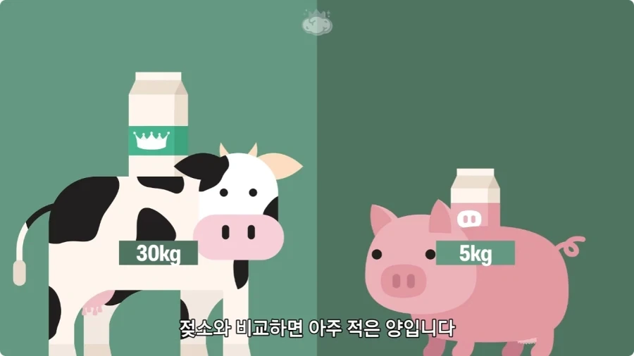 돼지젖으로 만든 우유가 없는 이유.jpg_5.webp
