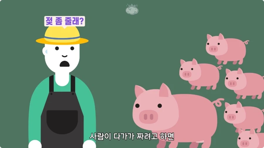돼지젖으로 만든 우유가 없는 이유.jpg_8.webp