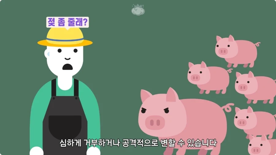 돼지젖으로 만든 우유가 없는 이유.jpg_9.webp