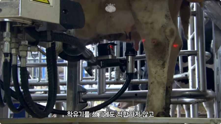 돼지젖으로 만든 우유가 없는 이유.jpg_11.webp