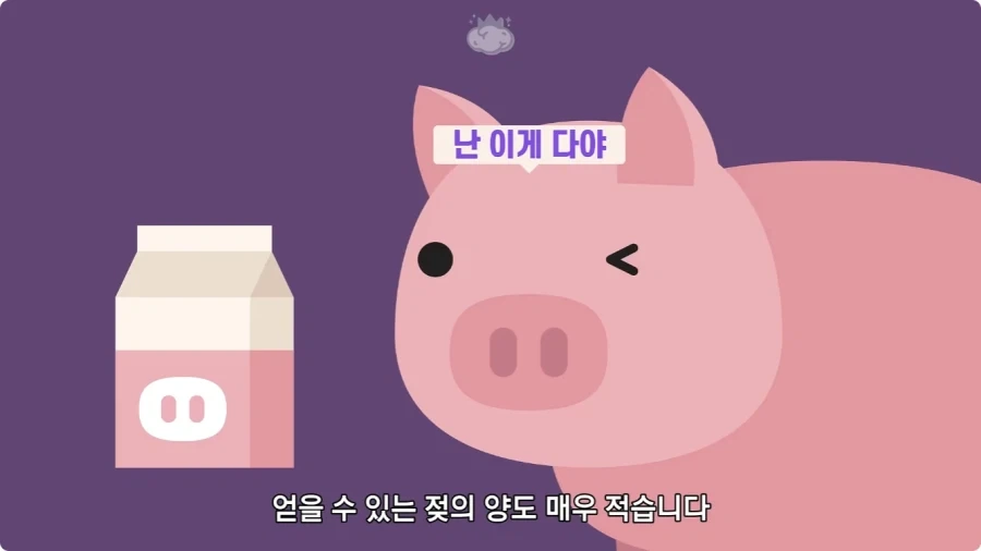 돼지젖으로 만든 우유가 없는 이유.jpg_14.webp