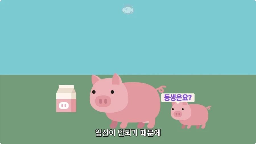 돼지젖으로 만든 우유가 없는 이유.jpg_19.webp