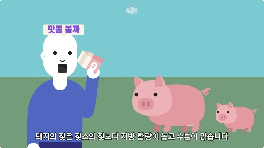돼지젖으로 만든 우유가 없는 이유.jpg_21.webp
