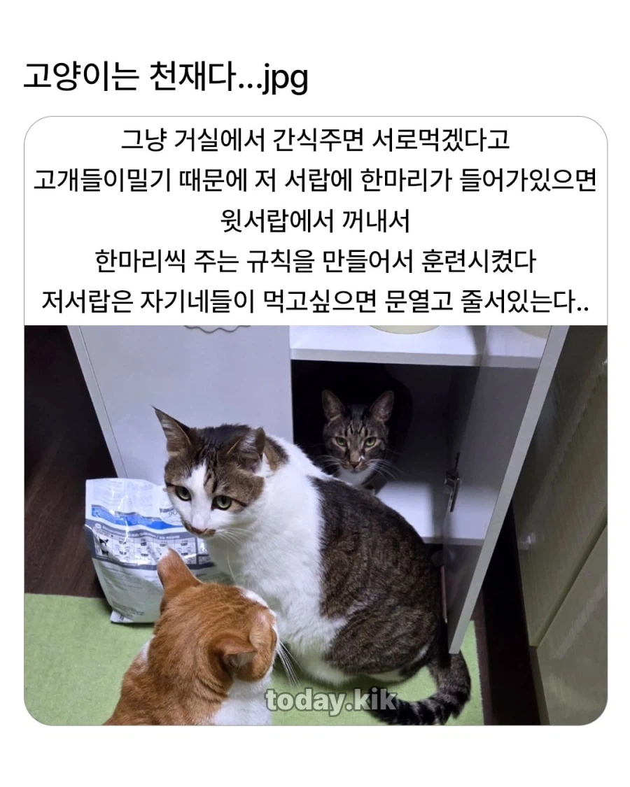 고양이는 천재다!_1.webp