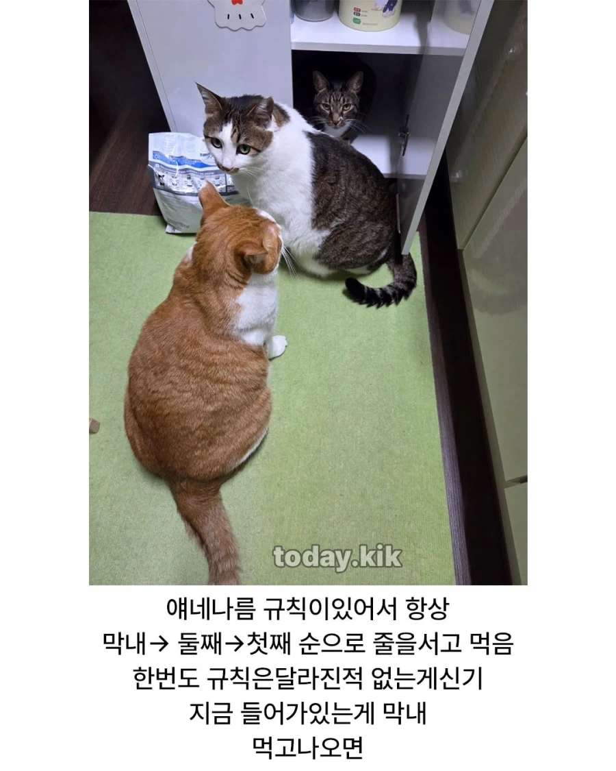 고양이는 천재다!_2.webp