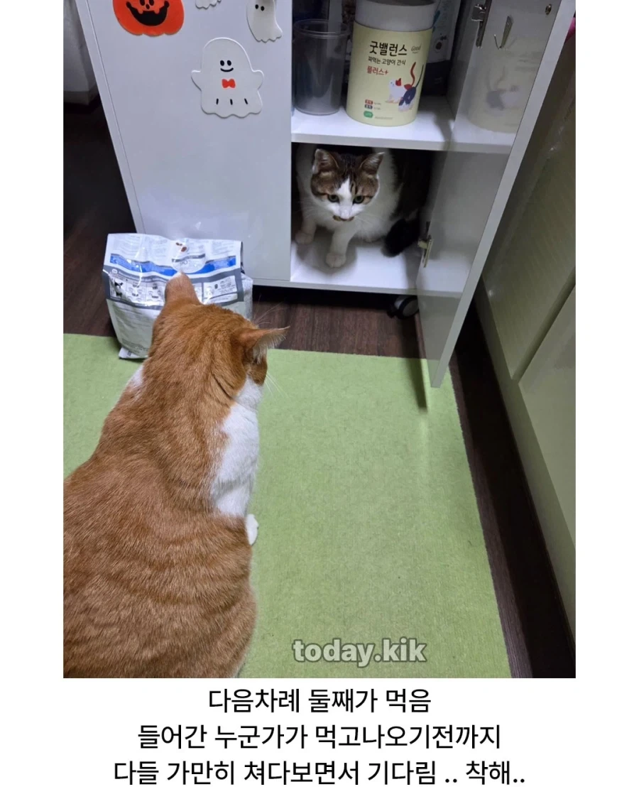 고양이는 천재다!_3.webp