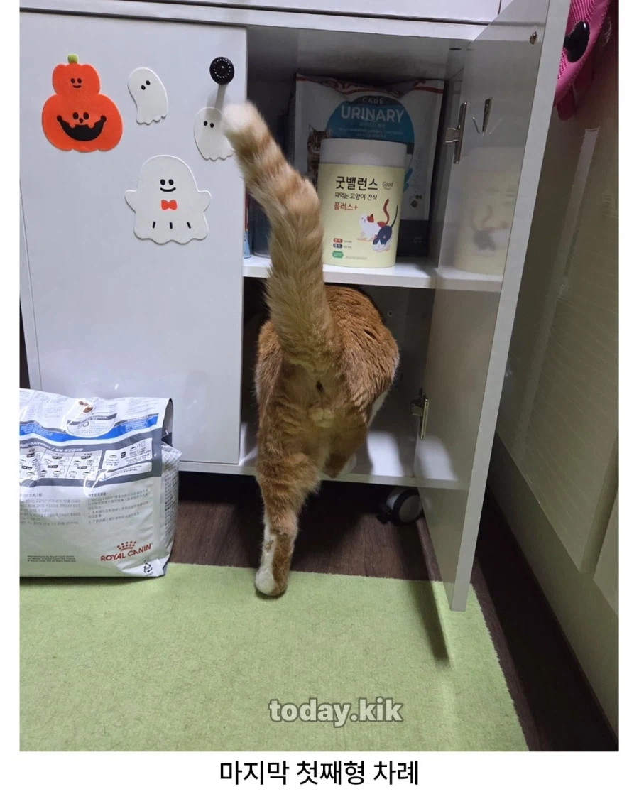 고양이는 천재다!_4.webp