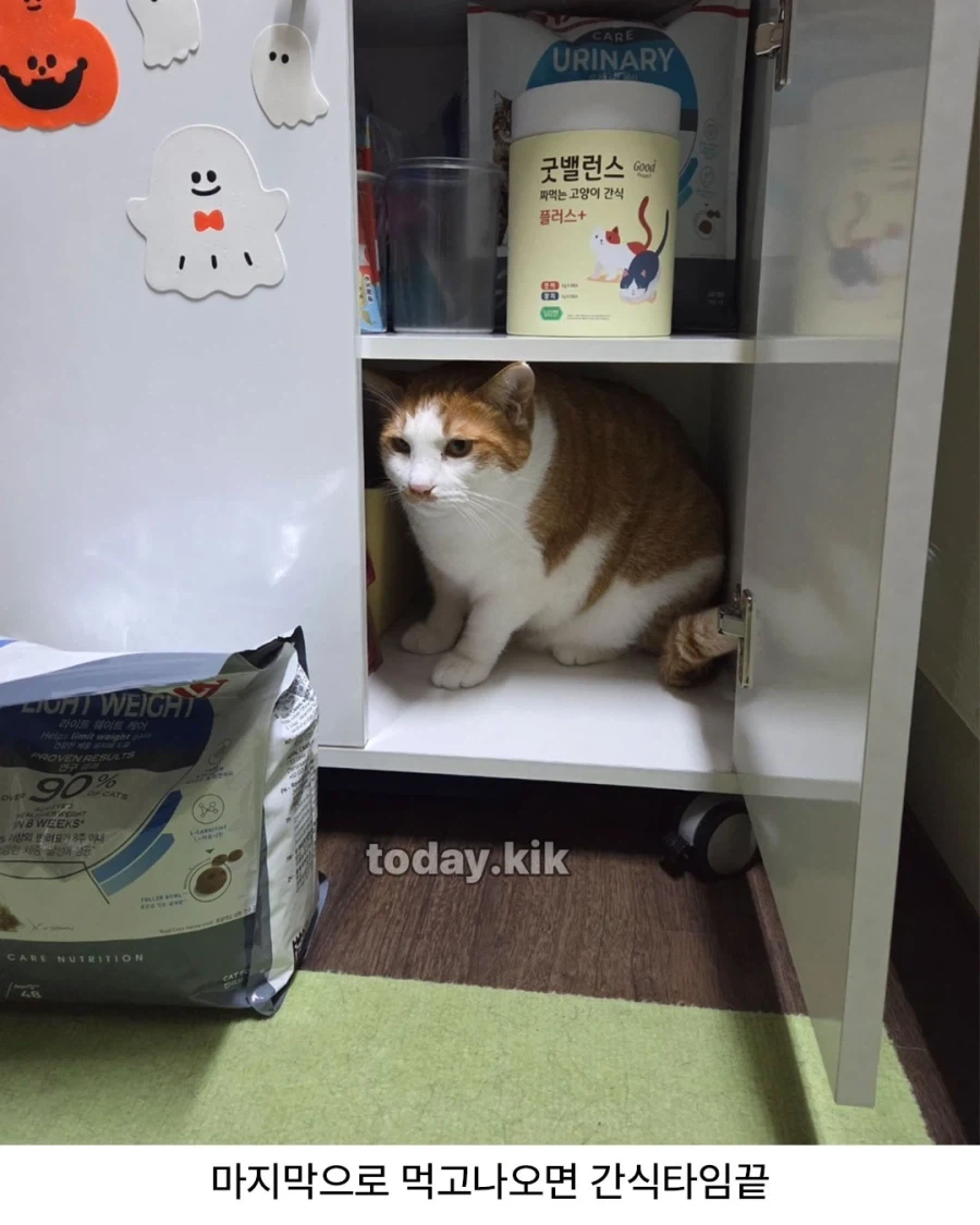 고양이는 천재다!_5.webp