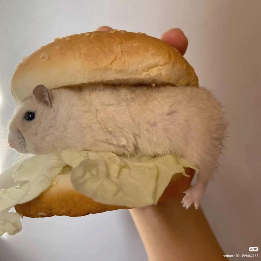 햄