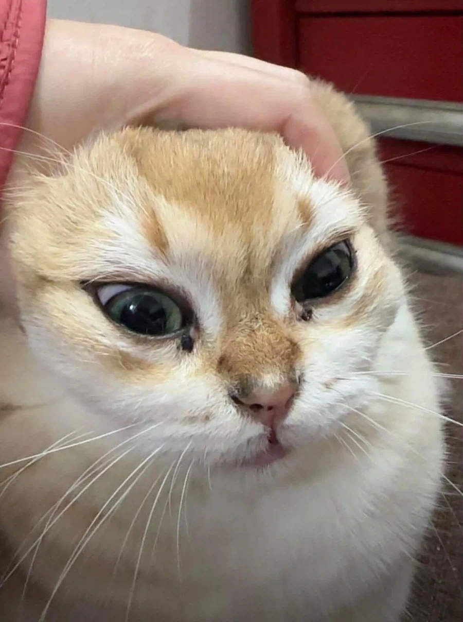 묘하게 고양이하고 닮은 과일_2.webp