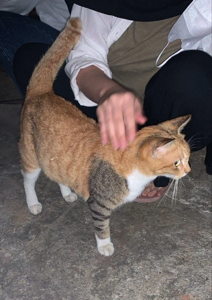 팔에 이레즈미 문신한 고양이.jpeg_1.webp