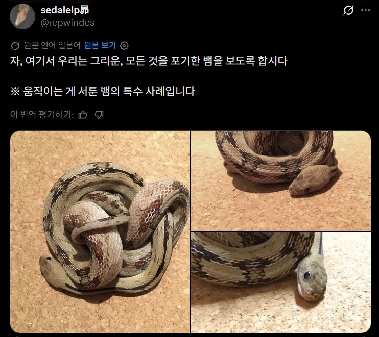 운동 신경이 안 좋은 뱀_1.webp