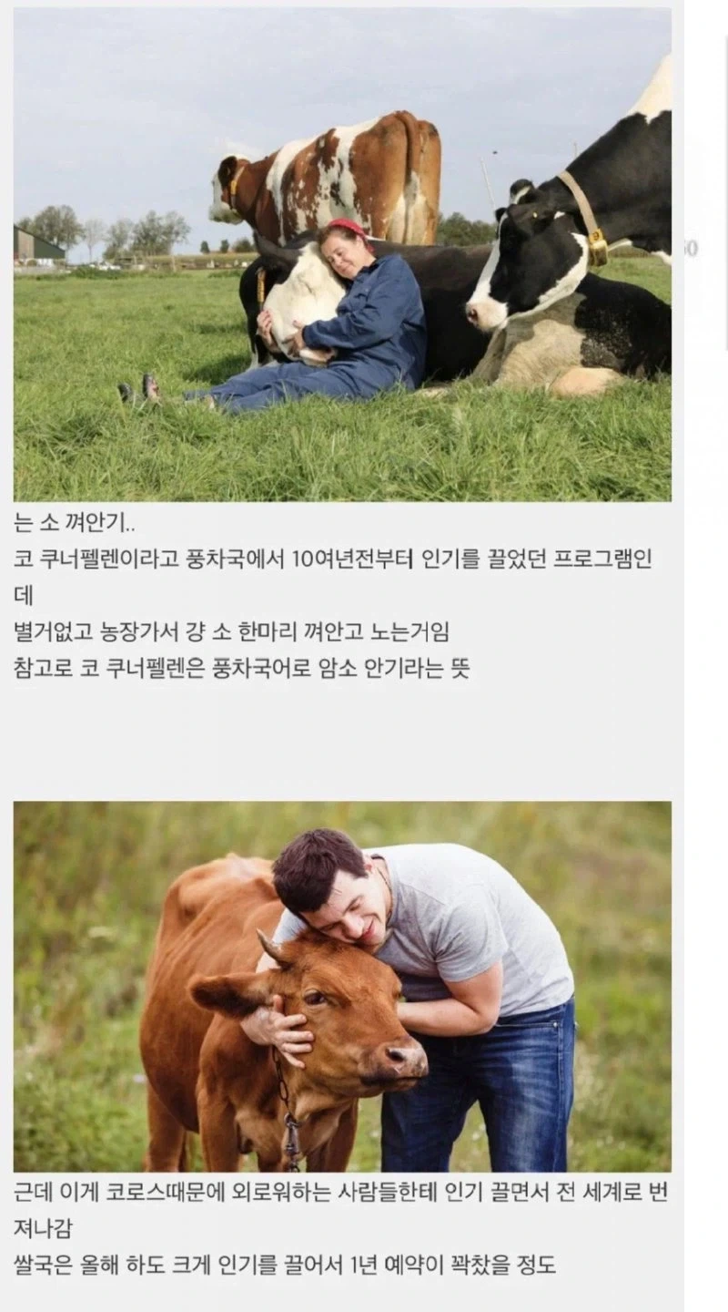 정서적으로 안정감을 준다는 소 끌어안기_1.webp