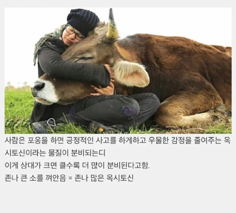 정서적으로 안정감을 준다는 소 끌어안기_3.webp