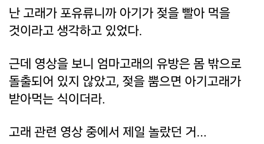 고래가 젖 먹는 방법.jpg_1.webp