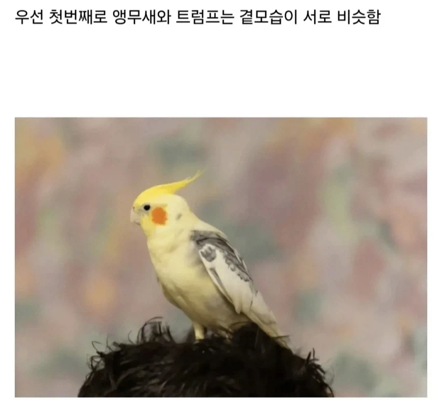 트럼프는 사실 앵무새임_2.webp