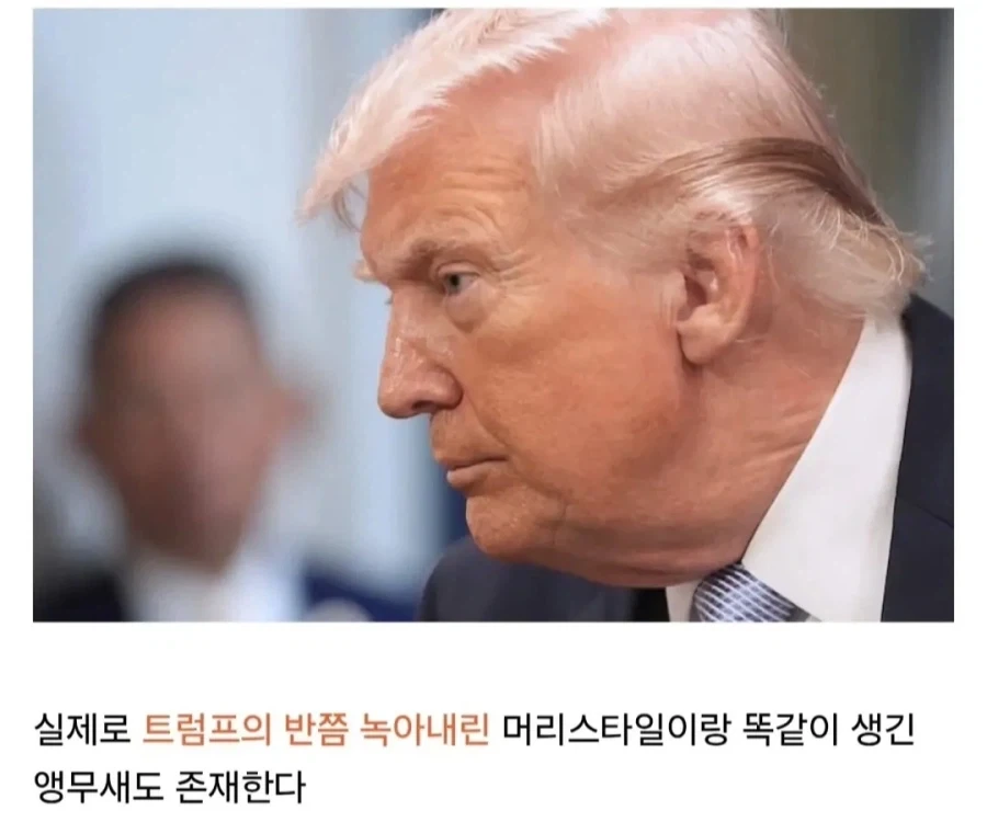 트럼프는 사실 앵무새임_3.webp