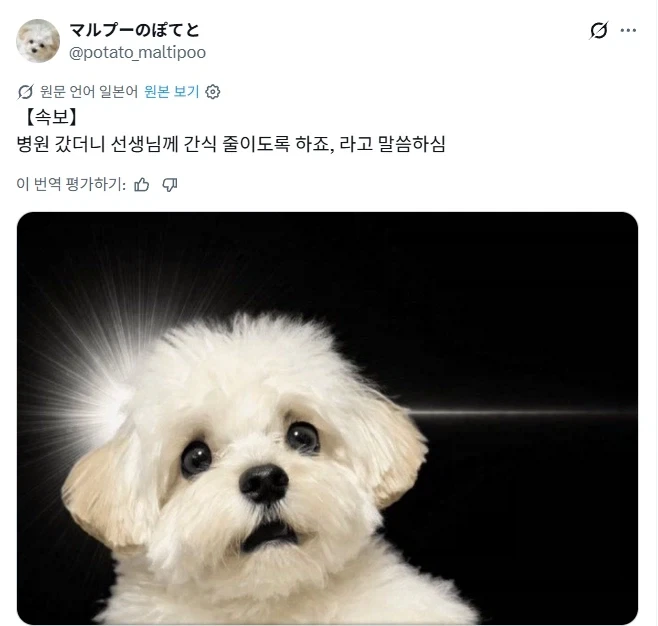 동물병원에서 수의사에게 들은 말.jpg_1.webp