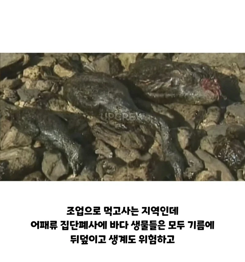 ??? : 한국인들아 느그 그거 복구 20년 걸린다_6.webp