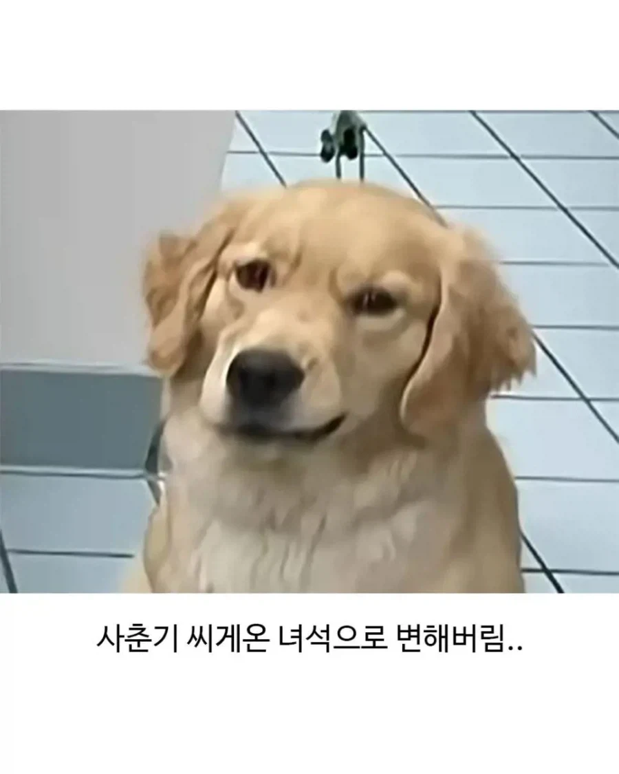 미용실 다녀온 후 표독해진 골댕이_3.webp