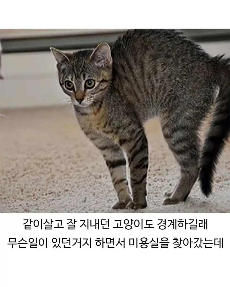 미용실 다녀온 후 표독해진 골댕이_5.webp