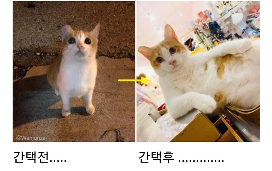 길냥이 간택 전후 차이ㅋㅋㅋ_1.webp