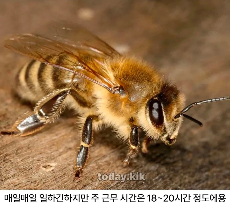꿀벌과 개미에게 배신감 드는 이유.jpg_2.webp