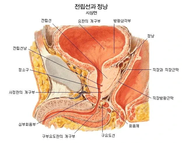 의외로 남자들이 개발하면 좋은 부위.jpg_1.webp