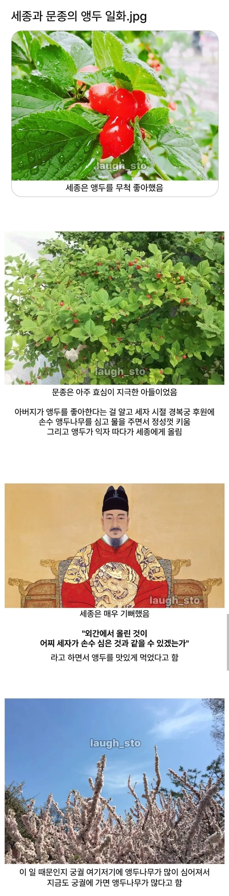 경복궁에 앵두나무가 많은 이유.jpg_1.webp