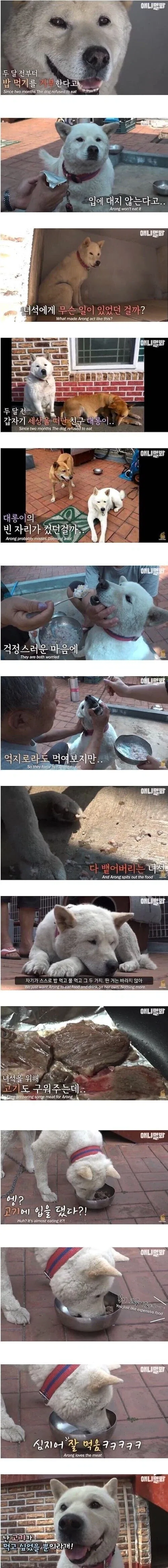 친구를 떠나보내 금식하는 개_1.webp