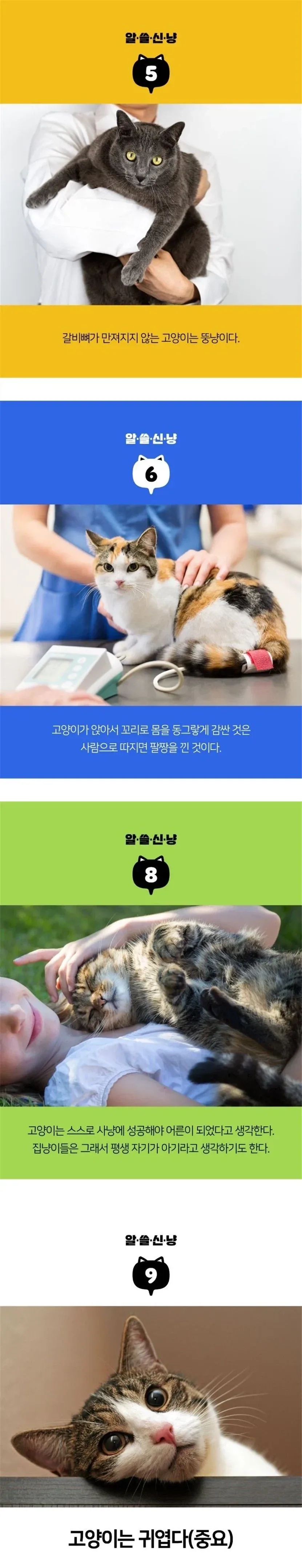 알아도 쓸모없는 고양이 TMI_2.webp