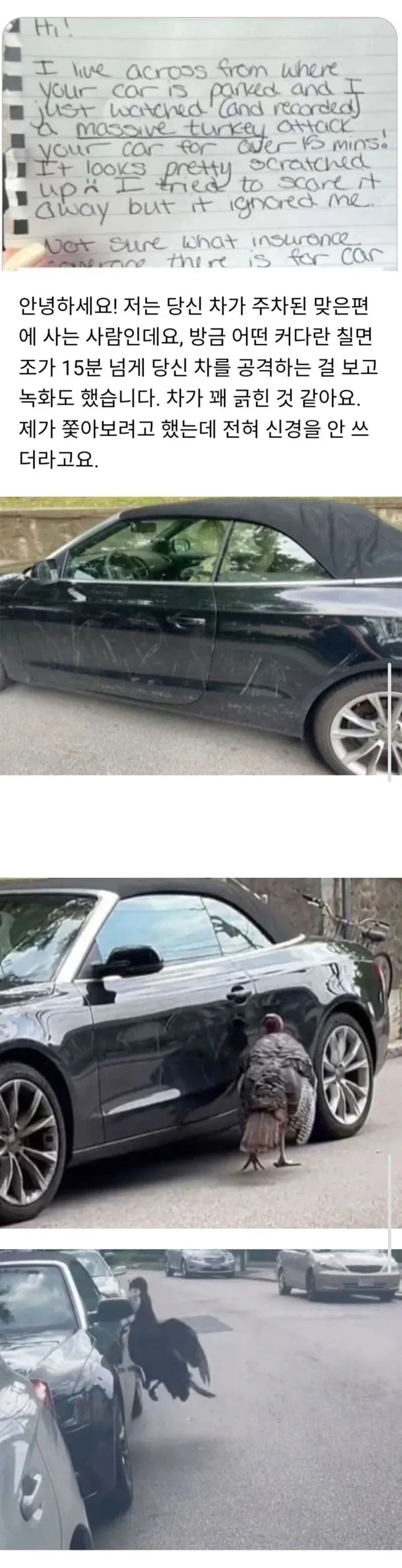 미친이야기 같지만 칠면조가 범인 입니다.jpg_1.webp