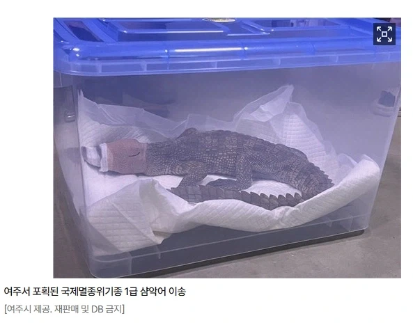 여주 국제멸종위기 샴악어 주인 검거_1.webp