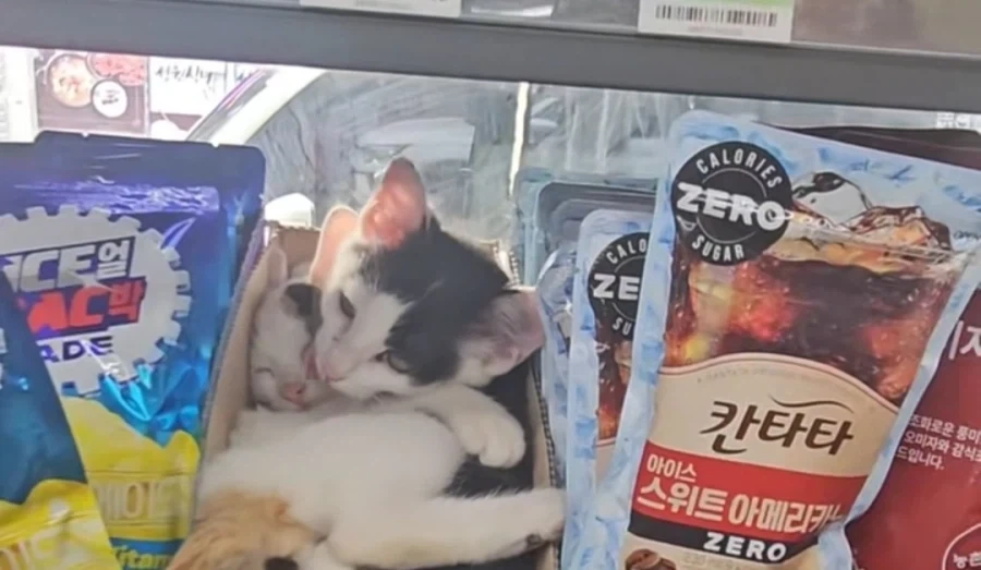 고양이를 사면 고양이를 하나 더 드려요_2.webp