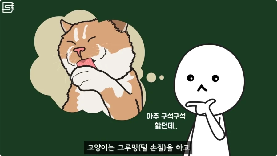 길고양이를 만지면 안되는 이유.jpg_3.webp