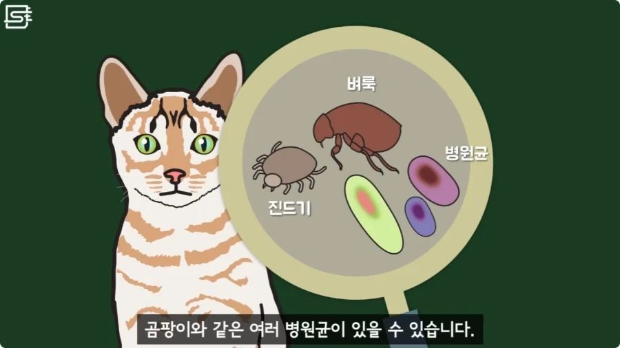 길고양이를 만지면 안되는 이유.jpg_8.webp