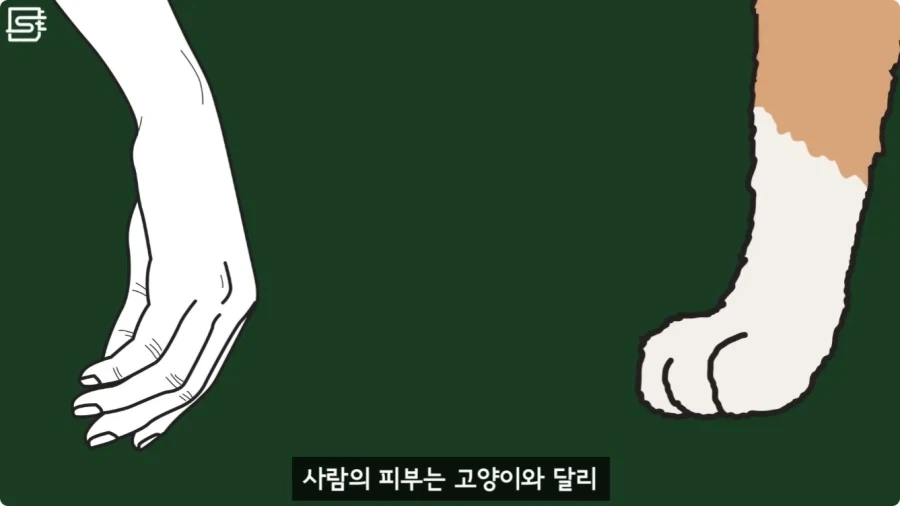 길고양이를 만지면 안되는 이유.jpg_9.webp
