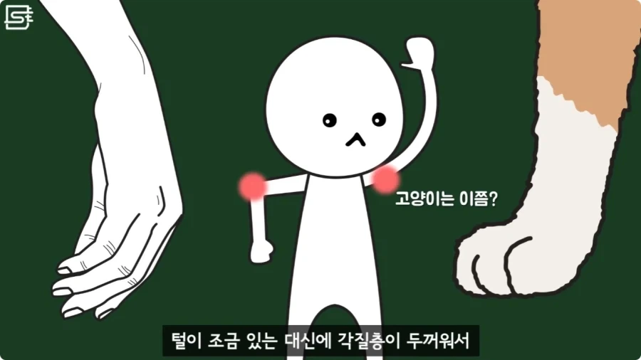 길고양이를 만지면 안되는 이유.jpg_10.webp