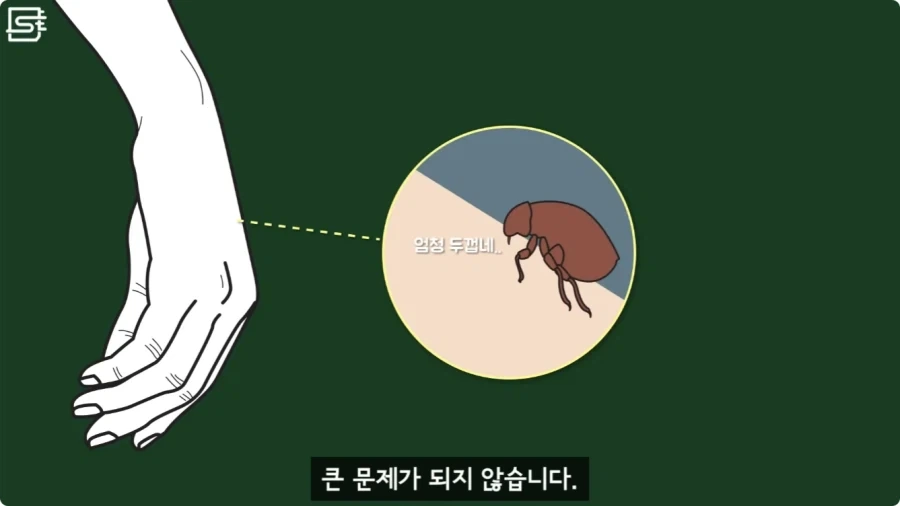 길고양이를 만지면 안되는 이유.jpg_12.webp