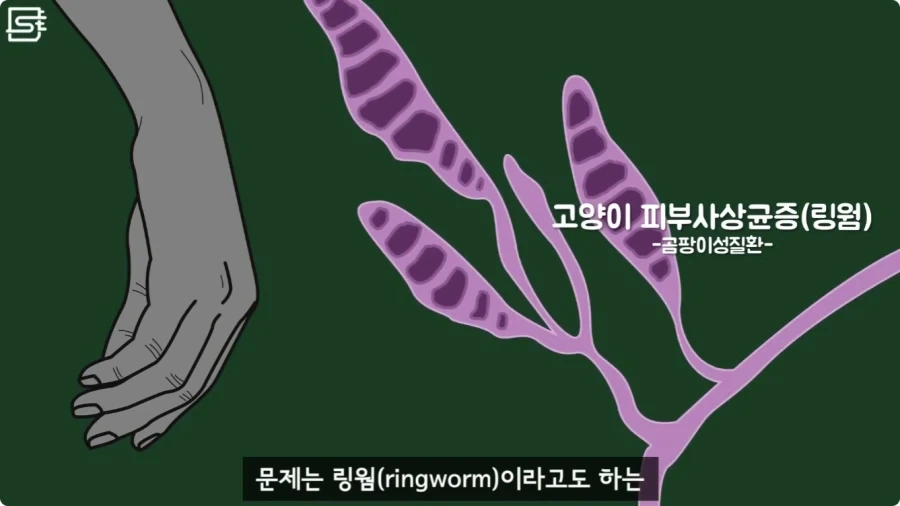 길고양이를 만지면 안되는 이유.jpg_13.webp