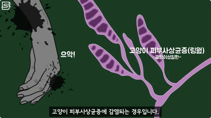 길고양이를 만지면 안되는 이유.jpg_14.webp