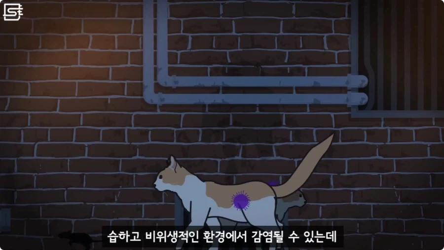 길고양이를 만지면 안되는 이유.jpg_16.webp