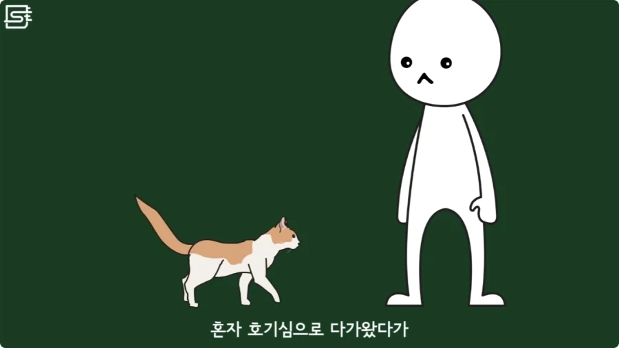 길고양이를 만지면 안되는 이유.jpg_26.webp