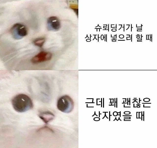 미친 과학자에게 강제로 납치된 고양이_1.webp