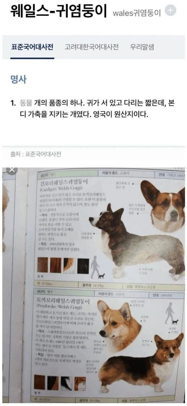 웰시코기 한국어 명칭_1.webp